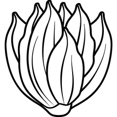 Endive line art vector