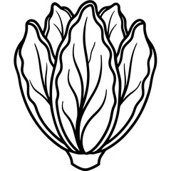 Endive line art vector