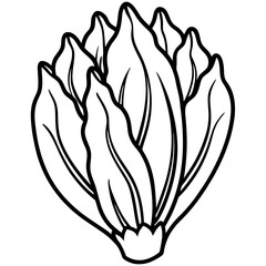 Endive line art vector