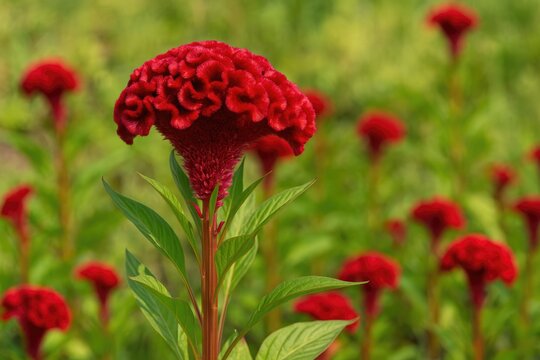The unique crest of Cock's comb (Celosia cristata), a type of Celosia argentea, was first classified in 1753 and later reclassified in 1891.