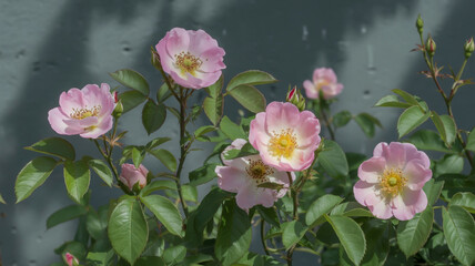 Close-Up Pink Wild Roses on Gray Background