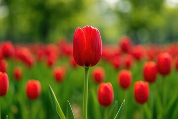 Fototapeta premium Colorful Tulip Blooming in a Coastal City