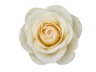 Close up of a delicate creamy white rose with soft petals unfurling in a spiral isolated on transparent background