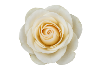 Close up of a delicate creamy white rose with soft petals unfurling in a spiral isolated on transparent background