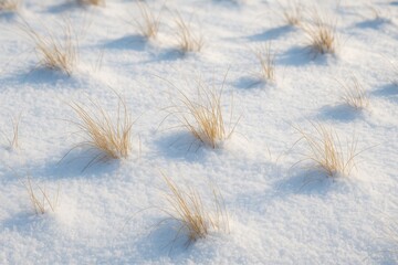 Winter sunlight illuminates a meadow with dried grass patches beneath the snow in December