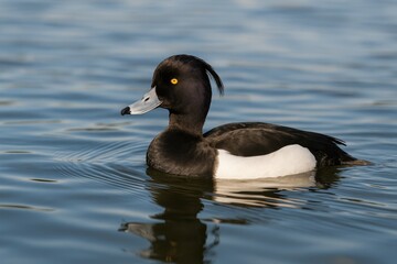 Obraz premium A waterfowl gliding across a tranquil lake