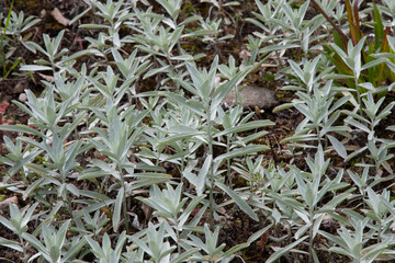 Beautiful silvery plant. Artemisia ludoviciana, silver wormwood, western mugwort, Louisiana wormwood, white sagebrush, lobed cud-weed, prairie sage, gray sagewort. Natural background