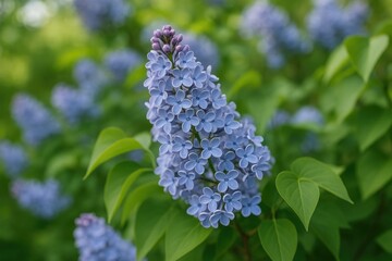 Springtime scene featuring a bush adorned with blue and lilac blossoms