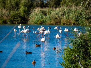 Flamingos in the marsh. Saintes-Maries-de-la-Mer, France