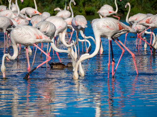Flamingos in the marsh. Saintes-Maries-de-la-Mer, France