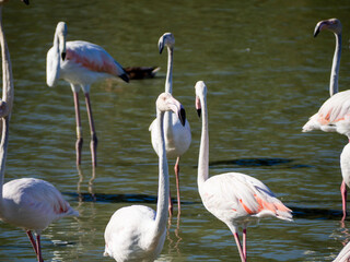 Flamingos in the marsh. Saintes-Maries-de-la-Mer, France