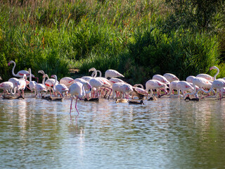 Flamingos in the marsh. Saintes-Maries-de-la-Mer, France