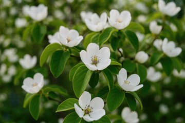 Fototapeta premium Springtime Quince Tree in Full Bloom with White Blossoms