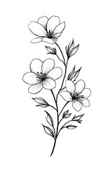 Hand-drawn illustration of jasmine flowers with delicate leaves  