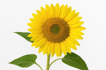 Obraz premium Beautiful sunflower against a plain white backdrop