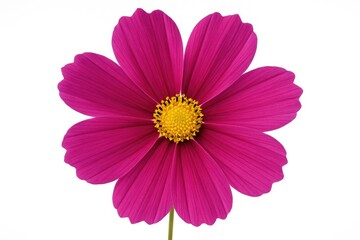 Close-up of a vibrant magenta cosmos blooming against a white backdrop with a wide depth of field