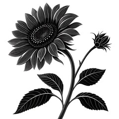 Sunflower Serenity: A detailed monochrome illustration captures the elegant form of a sunflower. Showcasing intricate details and textures of a radiant bloom and bud.