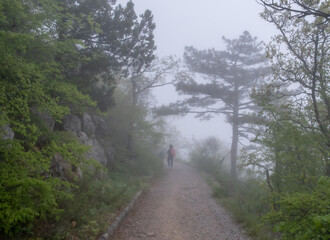 A woman on a walk in a foggy forest in the morning.