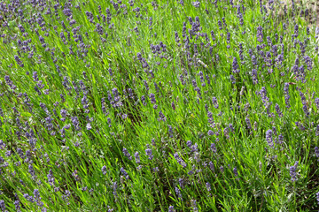 Purple lavender flowers. Lavender in the summer garden. Beautiful background with blooming lavender flowers surrounded by greenery. Purple and green