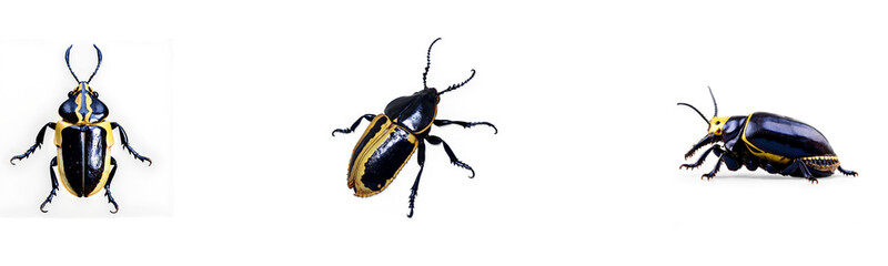 A Set of beetle PNG images with transparent background and clean cut-out, suitable for design, education, or nature themes.
