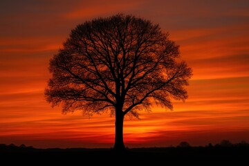 Obraz premium Tree outline during sunset