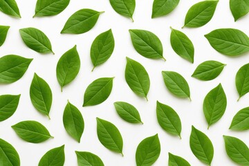 White background with vibrant green foliage