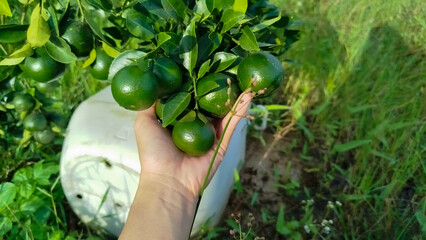 Little green oranges on tree.  hand holding green orange