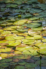 Beautiful natural background with water lilies. Abstract vertical texture, can be used as a desktop...