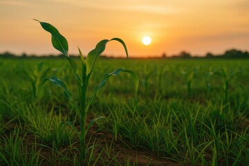 Fototapeta premium Early stages of corn farming in a tropical system combining grass and maize, focusing on close-up growth of both crops
