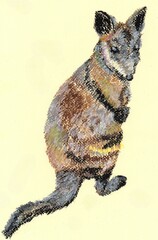 Illustration of Australian native animal, swamp wallaby