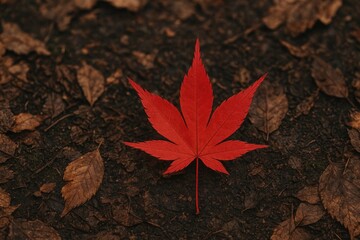Vivid Japanese maple leaf resting on the ground showcasing intricate textures