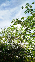 Ziziphus jujuba (jujube, red date) - blossoms. jujube tree with sky and sunlight in the afternoon
