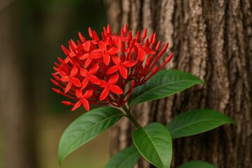 Bright red Ixora coccinea blossom