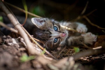 Relaxed stray kitten resting in the nest in a forest