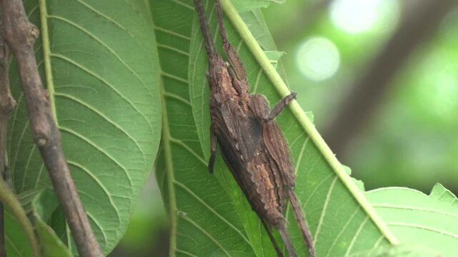 Stick insect is a master of camouflage, resembling twigs, known for its slow movement, herbivorous diet, and incredible natural disguise	