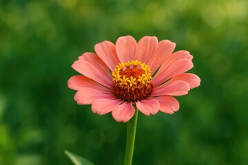 Obraz premium The significance of flowers as reproductive organs in plants and their aesthetic appeal