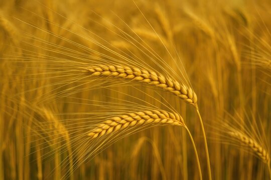 Golden barley growing in a rural farmland during harvest season