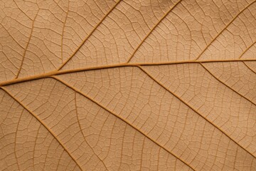 Obraz premium Crushed autumn foliage