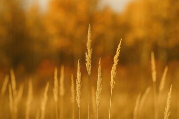 Fototapeta premium Close-up of golden dry grasses with a softly blurred autumn woodland backdrop