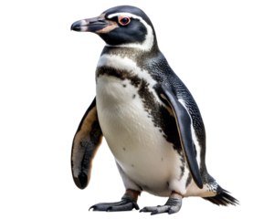 penguin isolated on white background