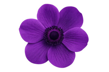 Fototapeta premium Detailed purple anemone flower blossoming, revealing soft lavender petals against clean transparent backdrop