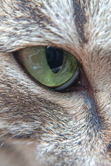 Macro Photography of Tabby Cat Eye
