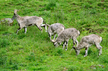 Fototapeta premium Bharal, mouton bleu, pseudois nayaur, Asie