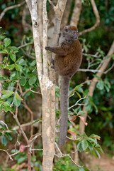 Lémurien, Hapalémur doré, lémur bambou doré, Hapalemur aureus, Madagascar