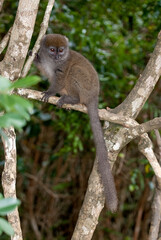 Lémurien, Hapalémur doré, lémur bambou doré, Hapalemur aureus, Madagascar