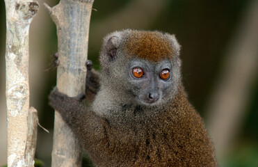 Hapalémur gris, lémurien, Hapalemur griseus, Madagascar
