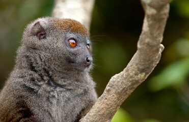 Hapalémur gris, lémurien, Hapalemur griseus, Madagascar