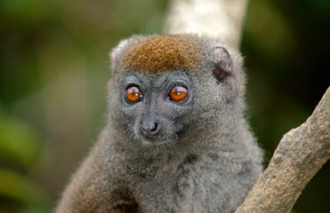 Hapalémur gris, lémurien, Hapalemur griseus, Madagascar