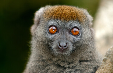 Hapalémur gris, lémurien, Hapalemur griseus, Madagascar
