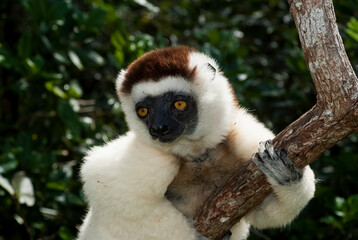 Propithèque de Verreaux, Lémurien, Propithecus verreauxi, Madagascar